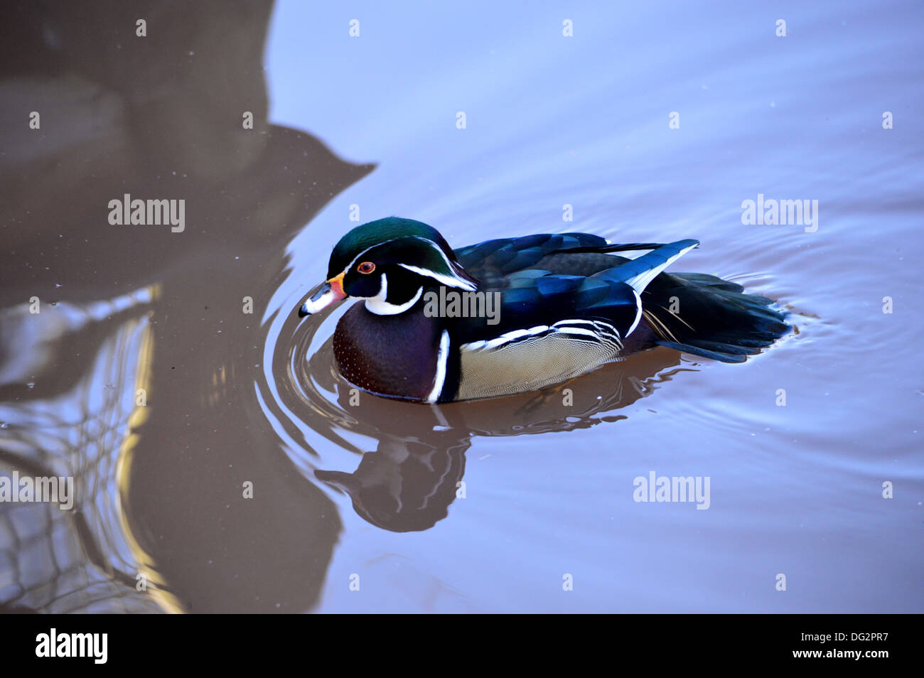 Wood Duck, Carolina Duck, North American Waterfowl, Aix Sponsa Stock