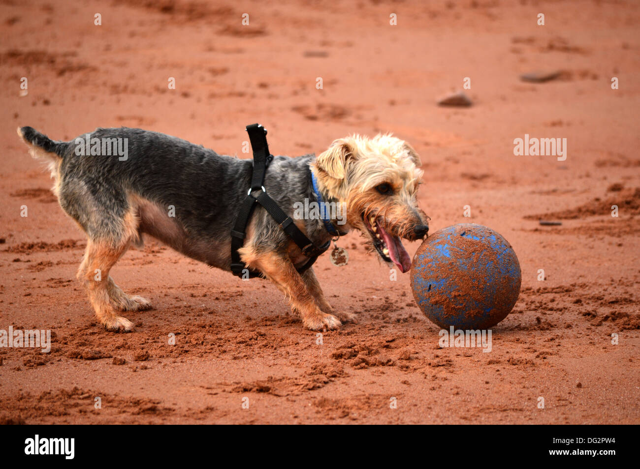 Small Dog, Large Ball! A fun sandy beach picture Stock Photo