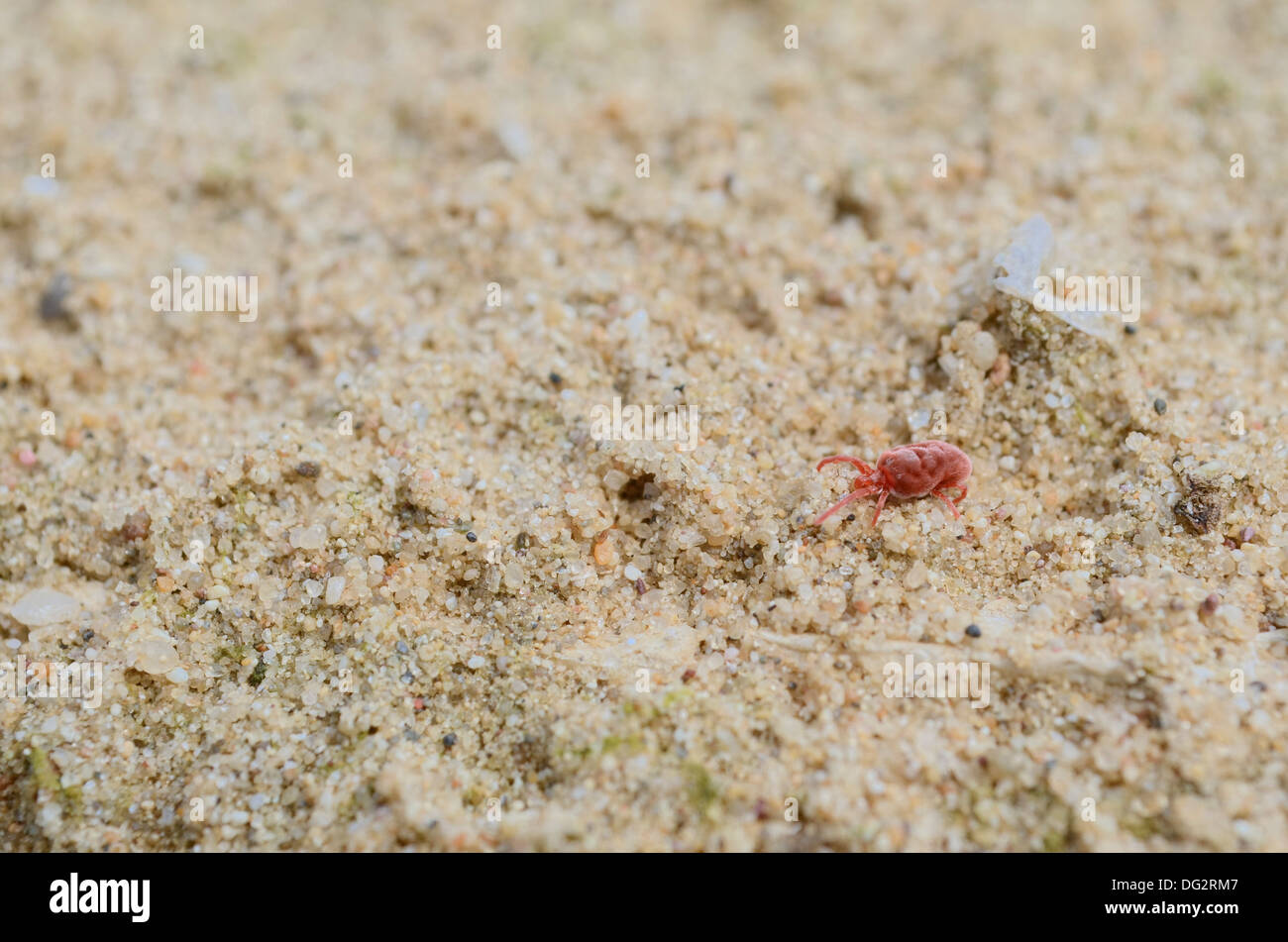 A Single Velvet Mite Crawling in the Pure Sand Stock Photo