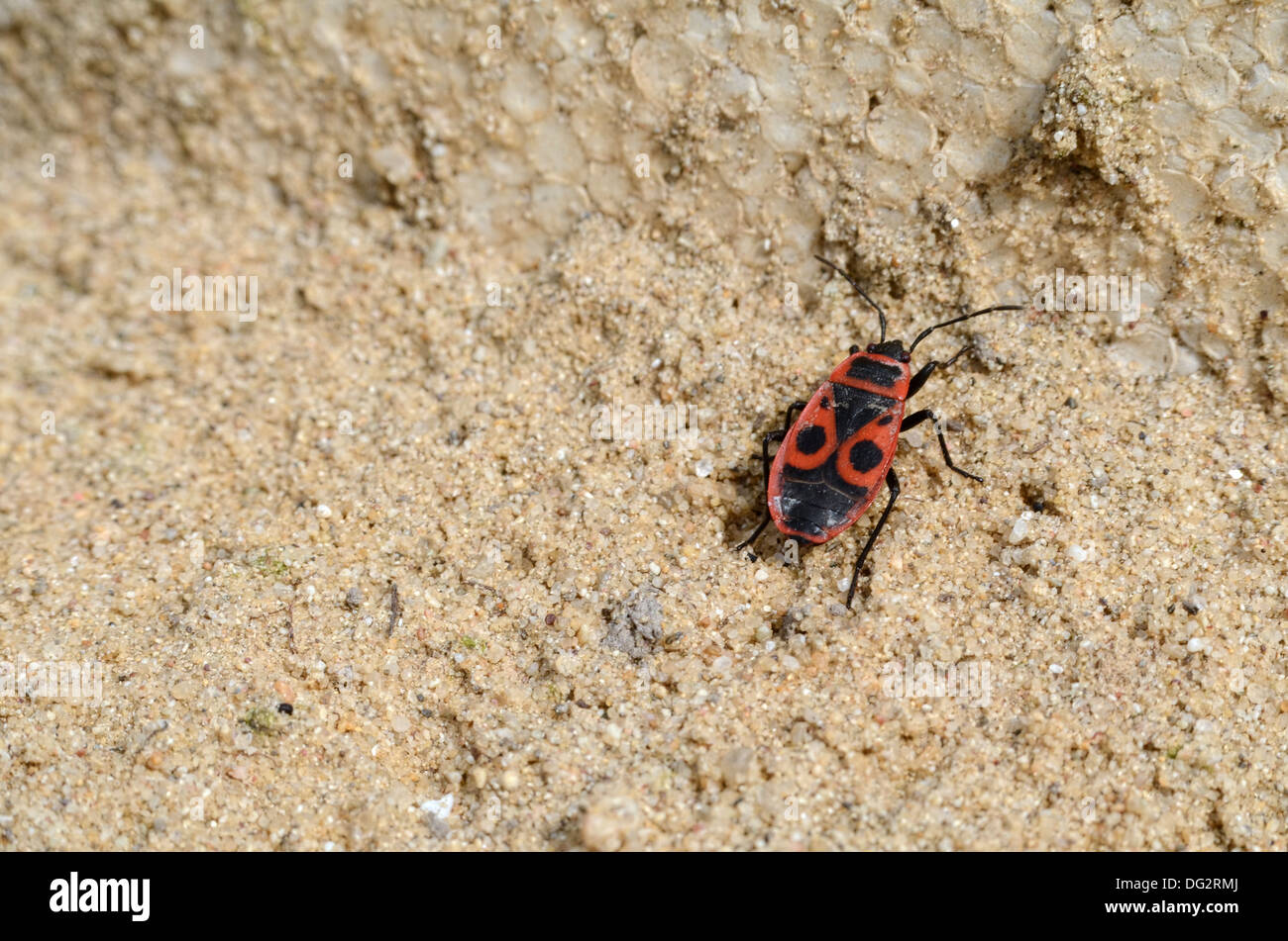A Single Firebug Crawling in the Pure Sand Right Stock Photo