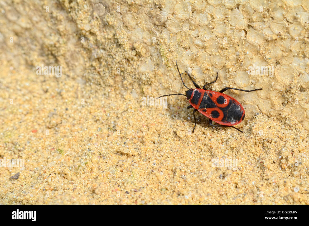 A Single Firebug Crawling in the Pure Sand Left Stock Photo