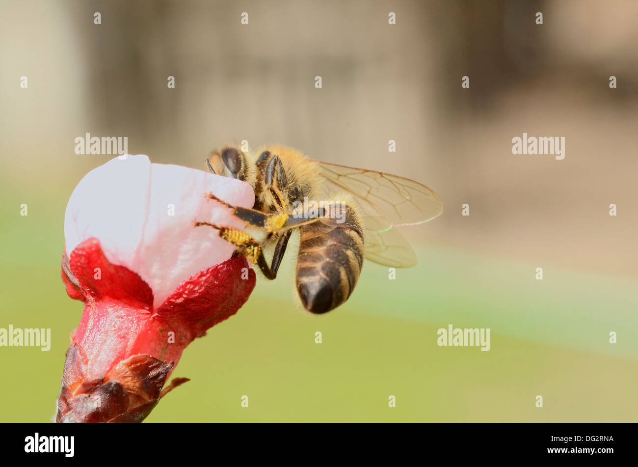Busy Honey Bee Collecting Nectar From an Apple Blossom in the Springtime Stock Photo