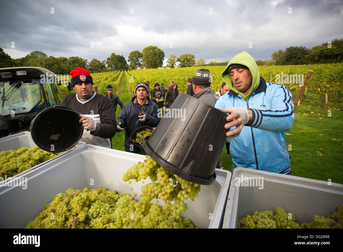 Fruit pickers in the vineyards at English winemaker Chapel Down Wines, Tenterden, Kent, England, UK Stock Photo