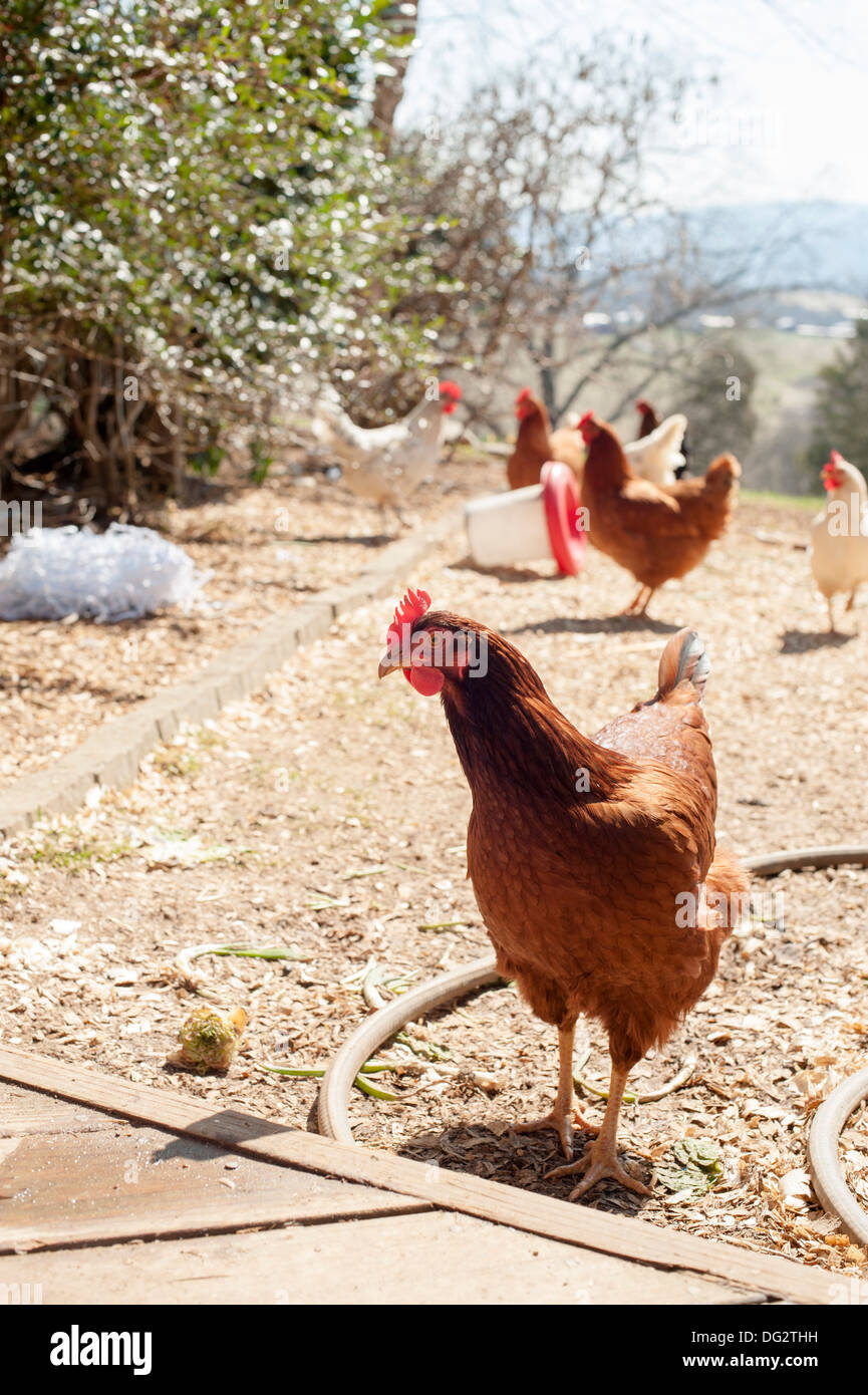Chickens in Yard Stock Photo Alamy