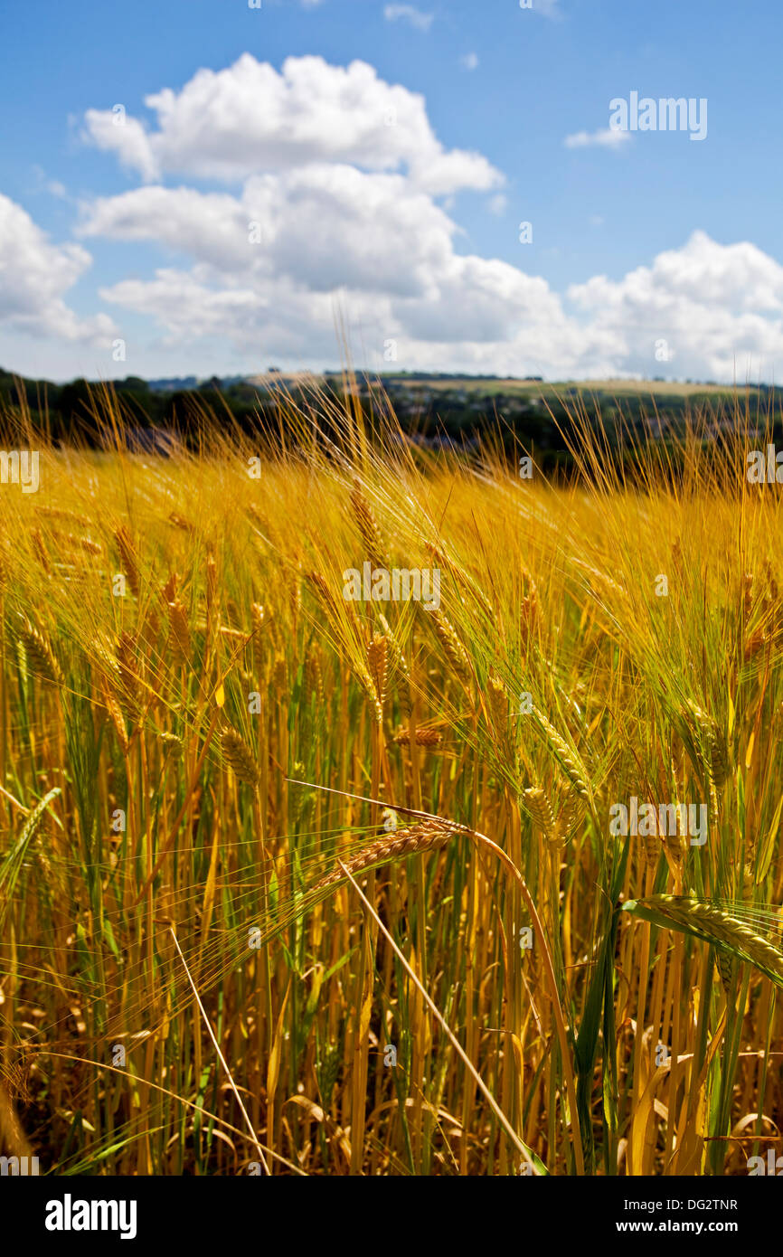 A Barley field in Devon UK Stock Photo