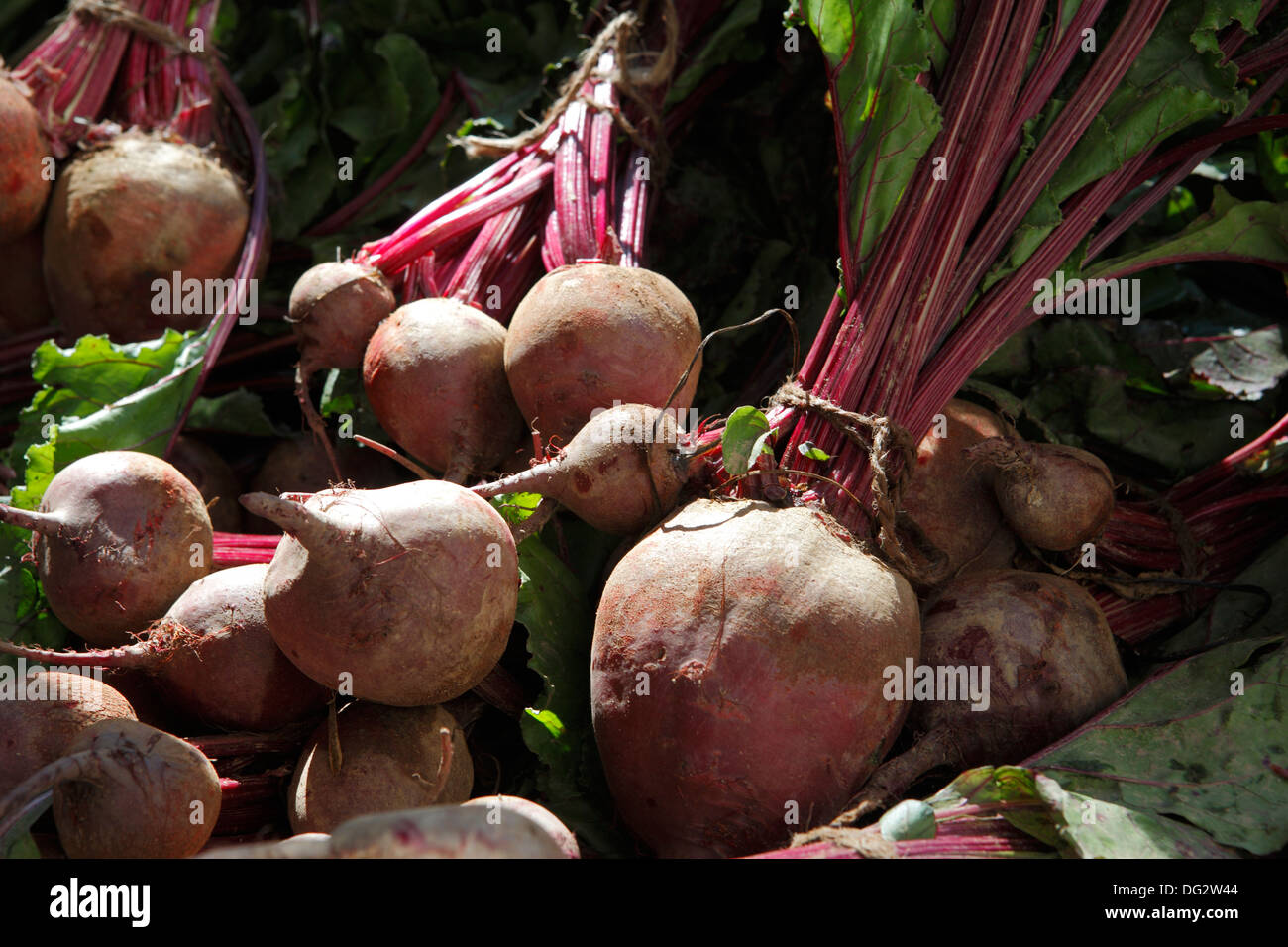 Red Turnip Stock Photos & Red Turnip Stock Images Alamy