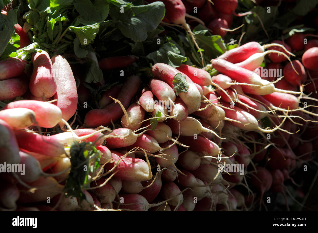 Red Turnip Stock Photos & Red Turnip Stock Images Alamy