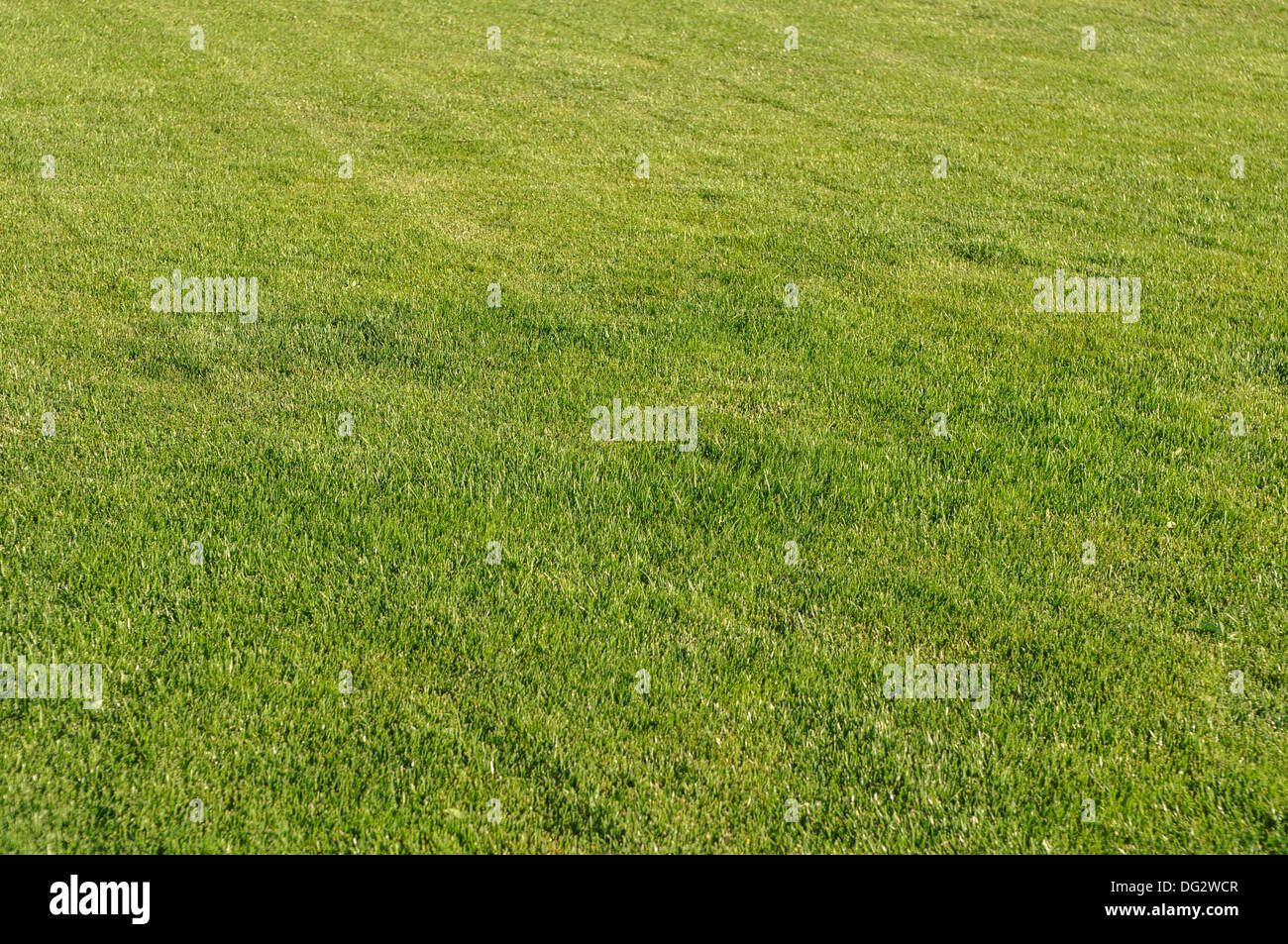 Green Grass Stock Photo