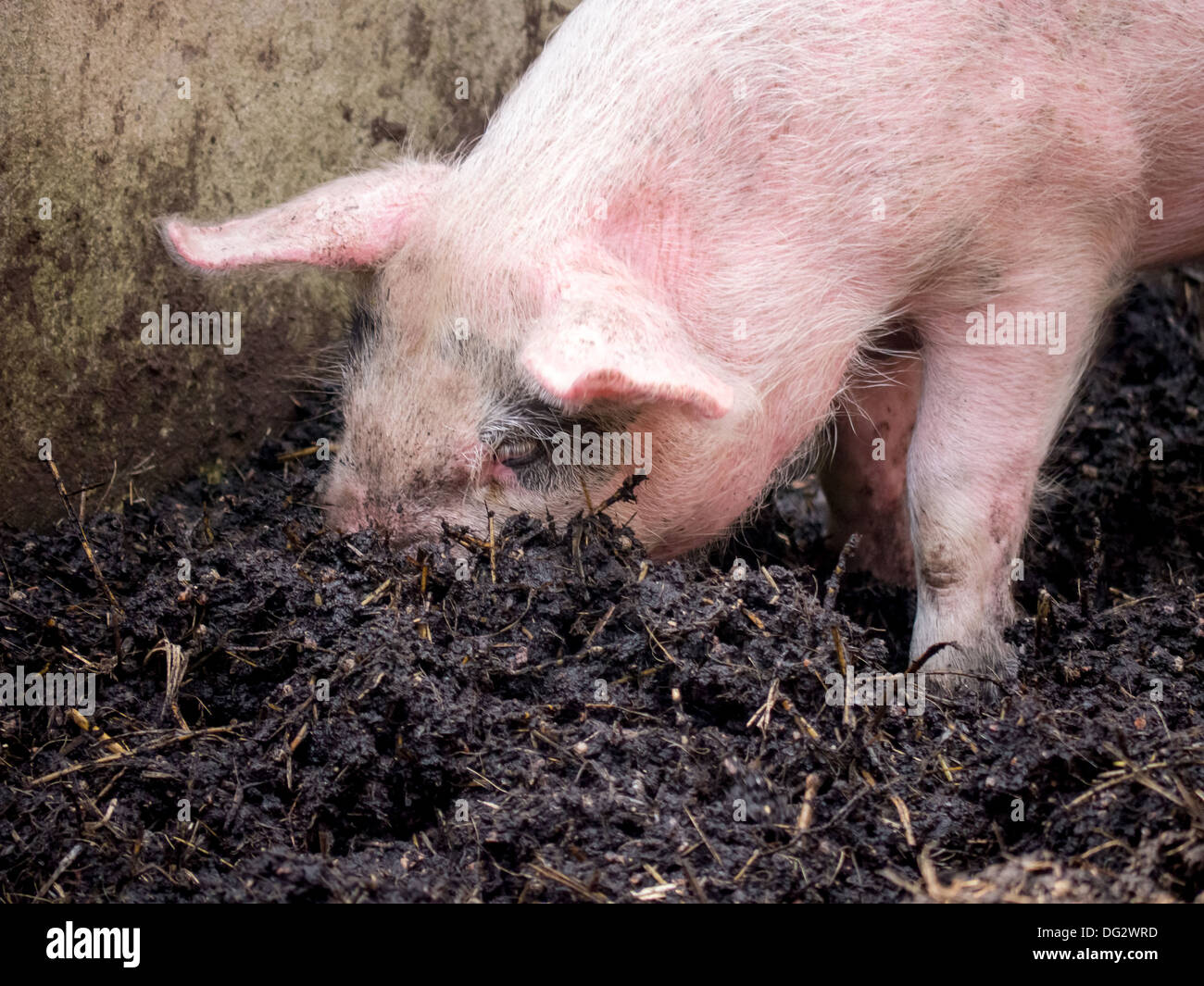 A pig digging in mud using its snout Stock Photo 61529761 Alamy