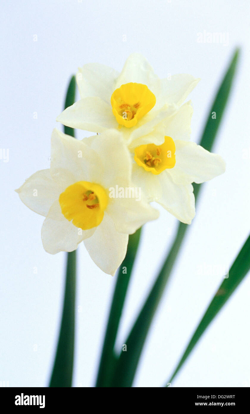 Daffodil, Narcissus tazetta Stock Photo Alamy