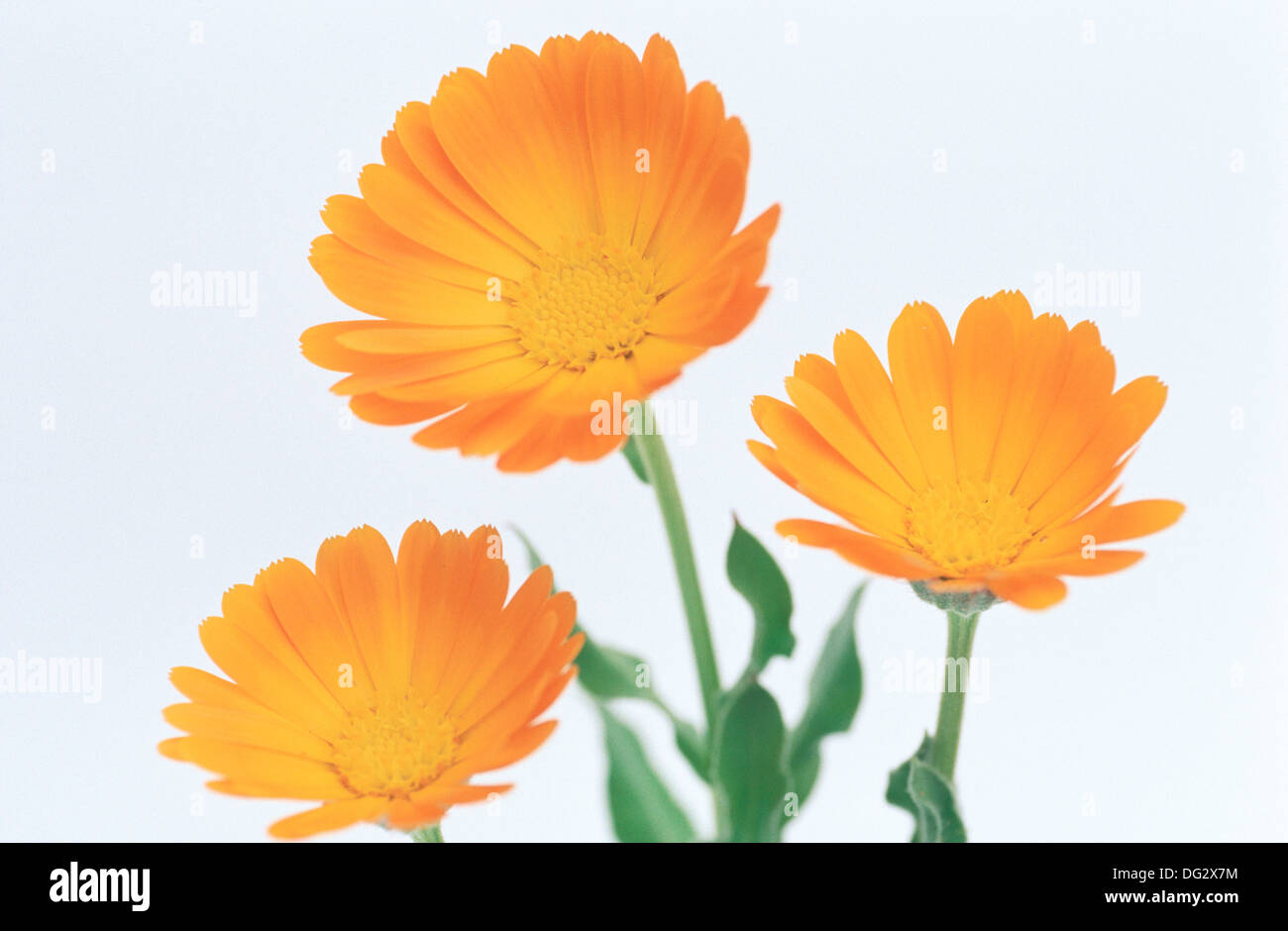 Marigolds (Calendula officinalis Stock Photo Alamy