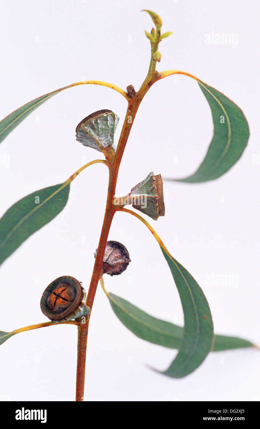 Tasmanian Blue Gum, Eucalyptus (Eucalyptus globulus Stock Photo Alamy