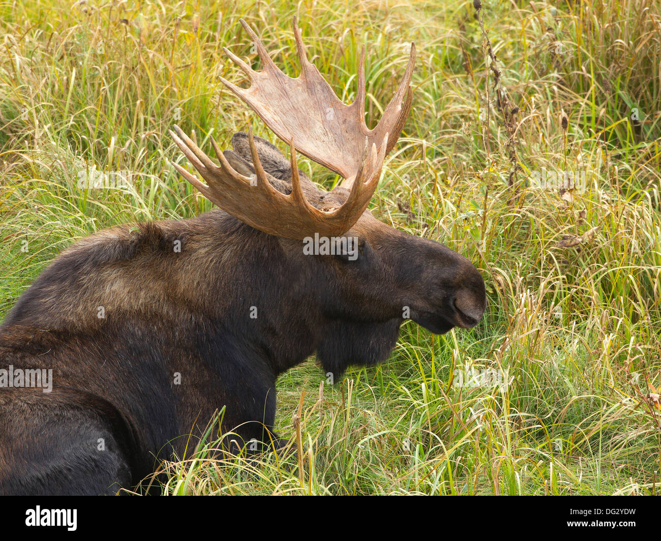 Moose lying down hires stock photography and images Alamy
