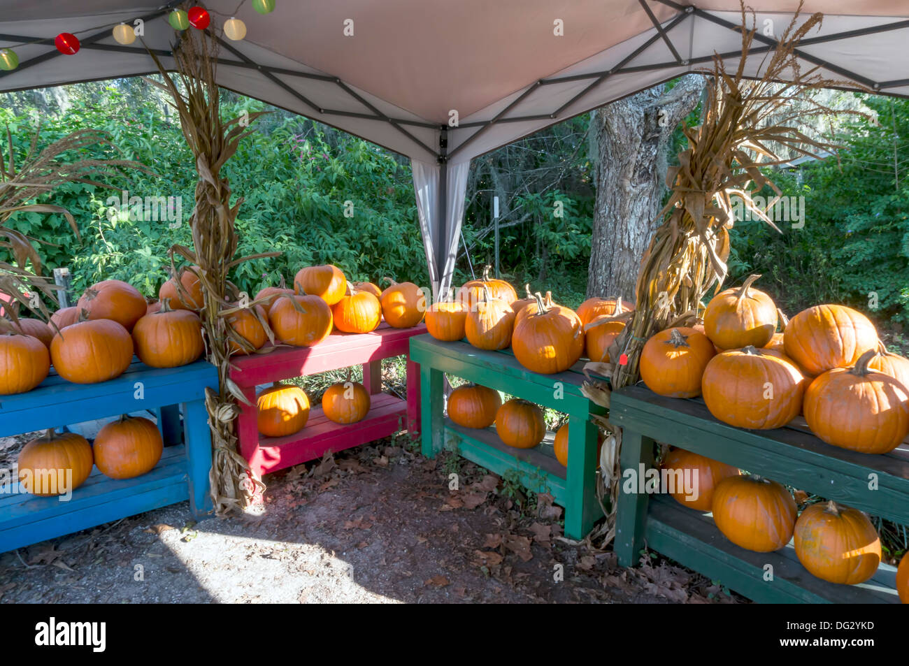 Halloween and Thanksgiving orange pumpkins [Cucurbita pepo] for sale in a roadside vegetable stand tent. Stock Photo