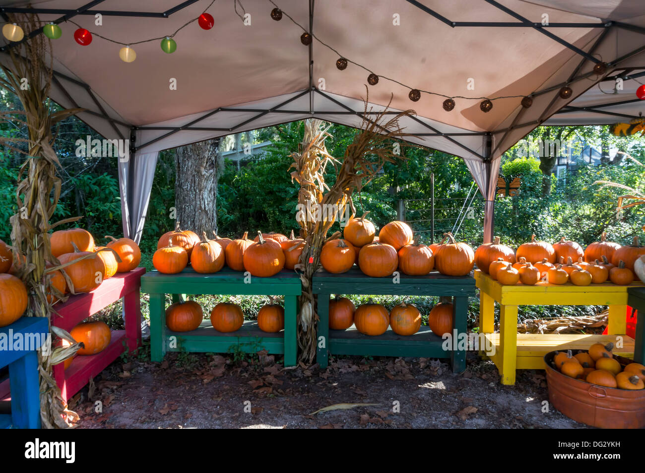 Halloween and Thanksgiving orange pumpkins [Cucurbita pepo] for sale in a roadside vegetable stand tent. Stock Photo