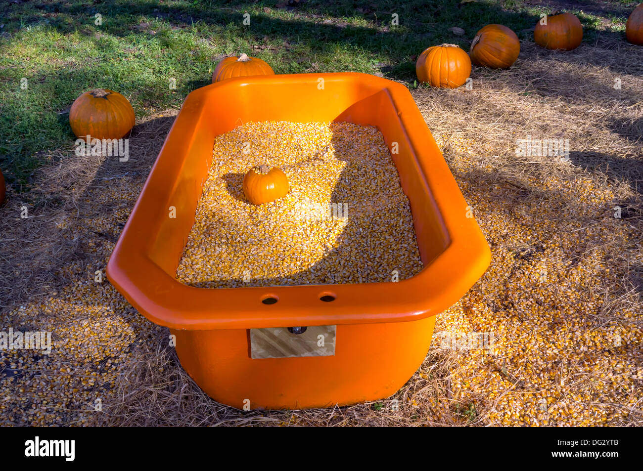 A small Halloween orange pumpkin [Cucurbita pepo] sits in an orange tub of corn. Stock Photo