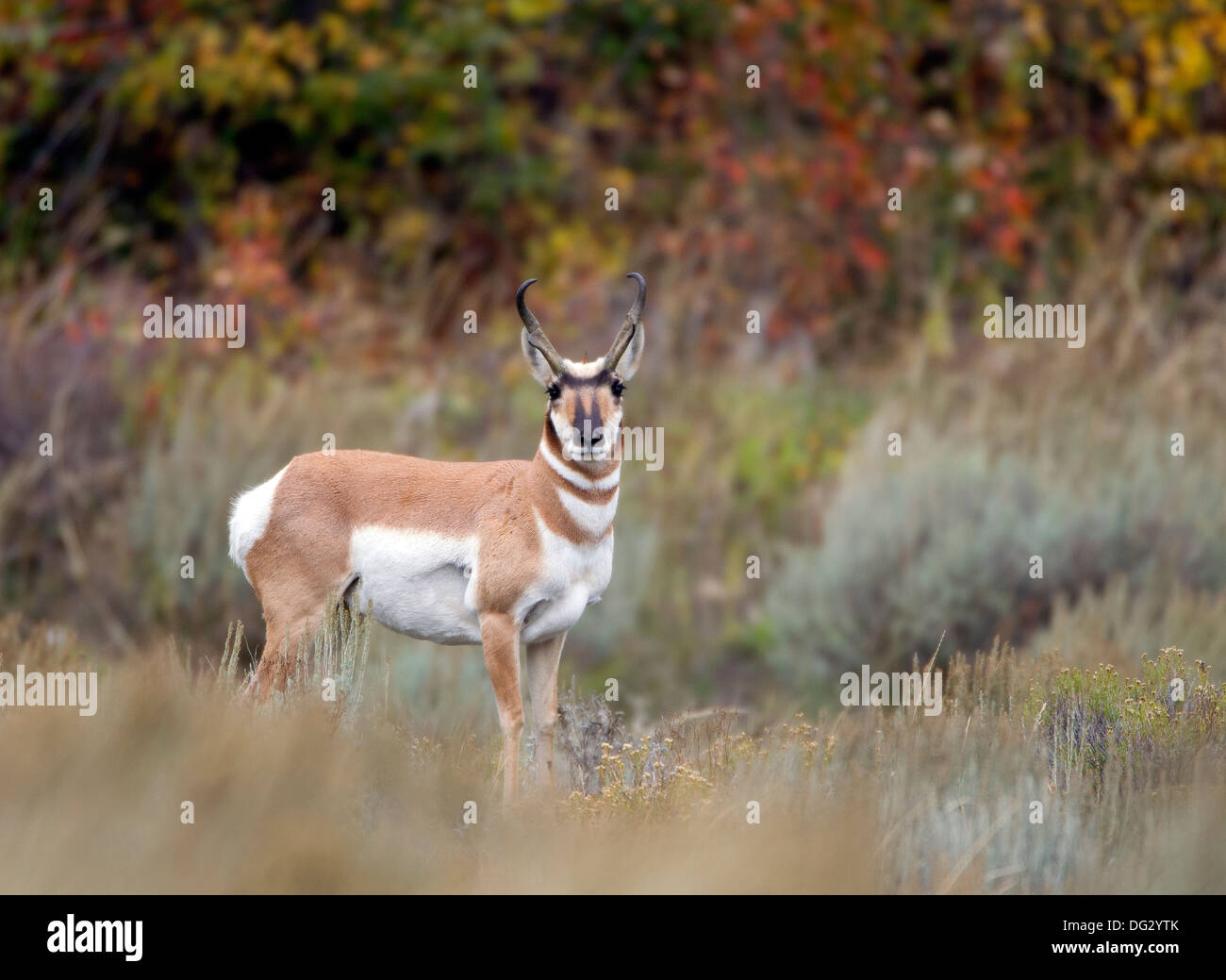 Fall color in background hi-res stock photography and images - Alamy