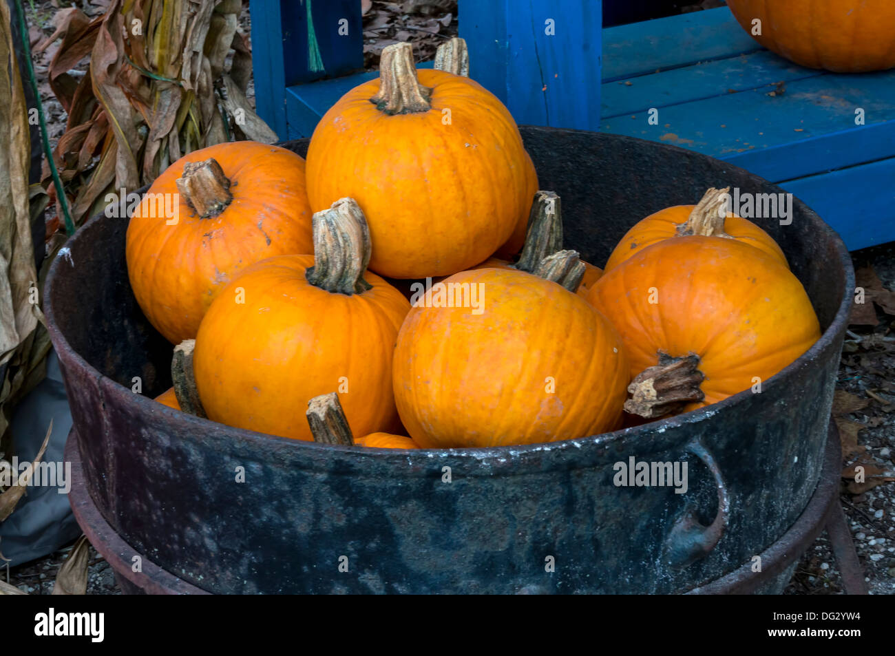 Orange Halloween and Thanksgiving pumpkins [Cucurbita pepo] displayed for sale in a metal barrel. Stock Photo
