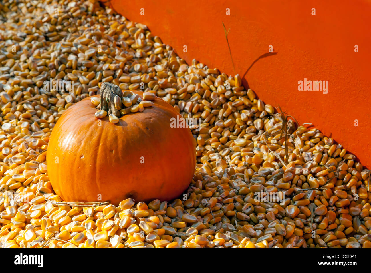 Small orange Halloween pumpkin [Cucurbita pepo] nestled in a pile of yellow kernels of corn. Stock Photo