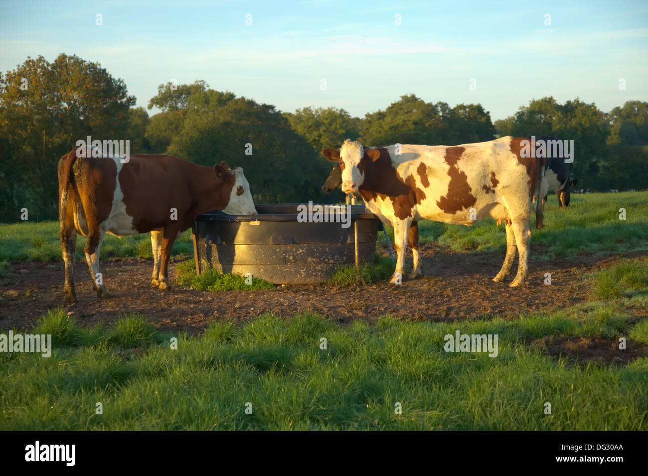 Montbeliarde cross dairy cows improve hires stock photography and