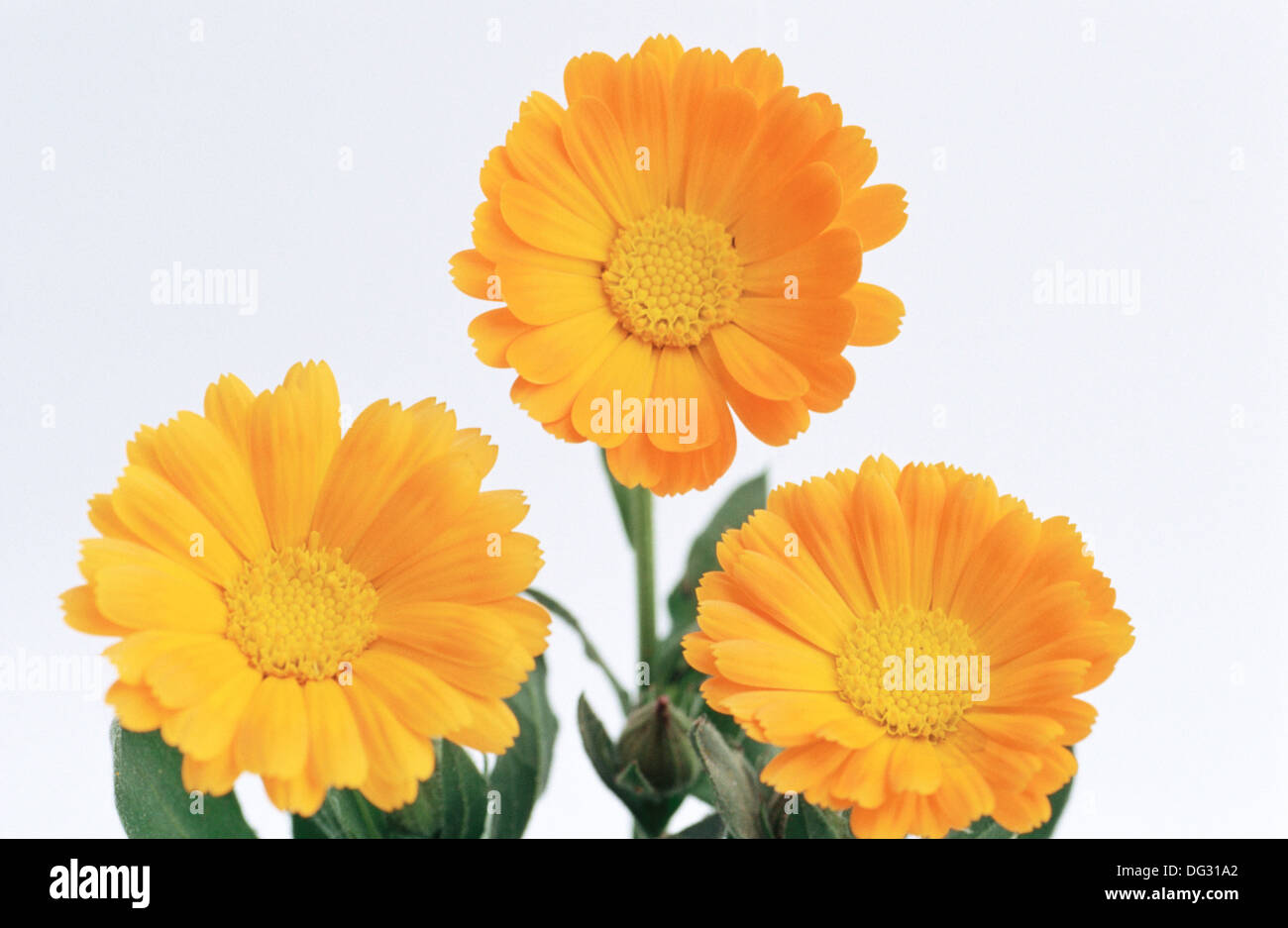 Marigolds (Calendula officinalis Stock Photo Alamy