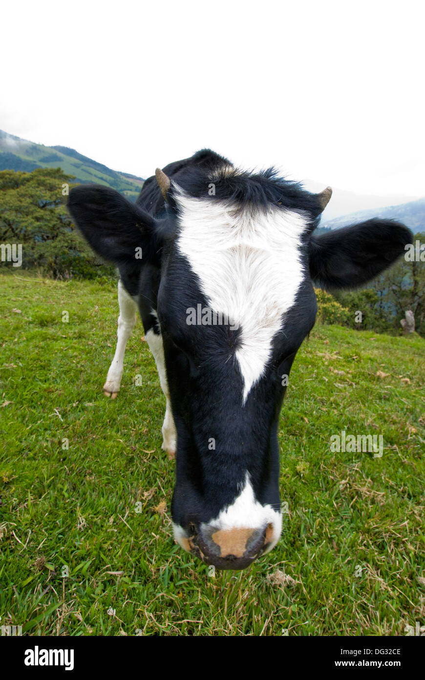 Holstein cow face Stock Photo