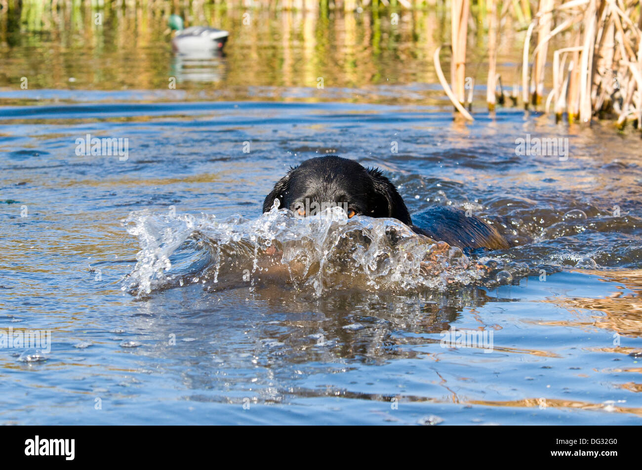 Black Labrador retriever retrieving mallard on Billingsley Creek in southern Idaho Stock Photo