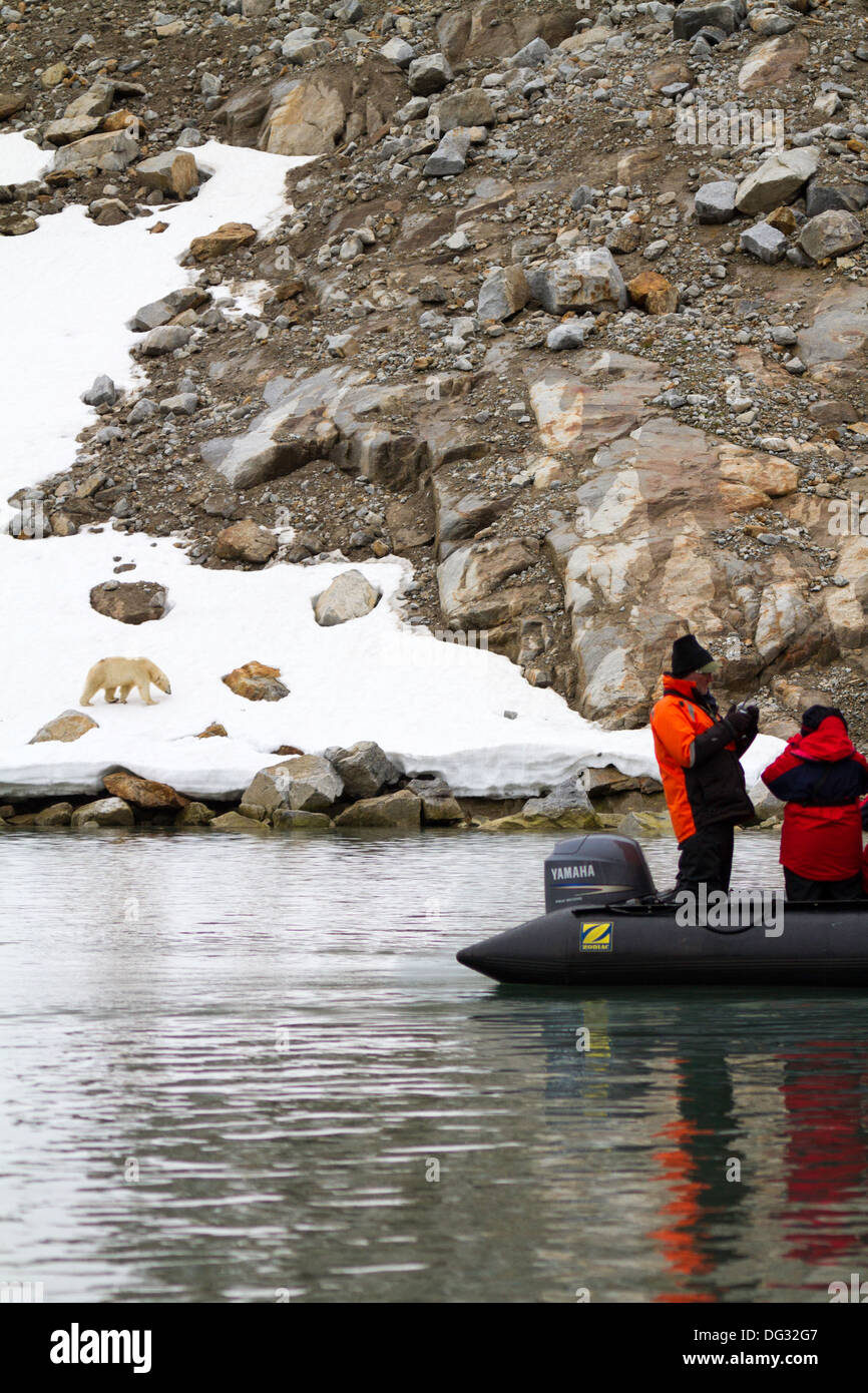 Expedition passengers in zodiac observing polar bear at Holmiabukta,  Svalbard, Norwegian Arctic Stock Photo - Alamy