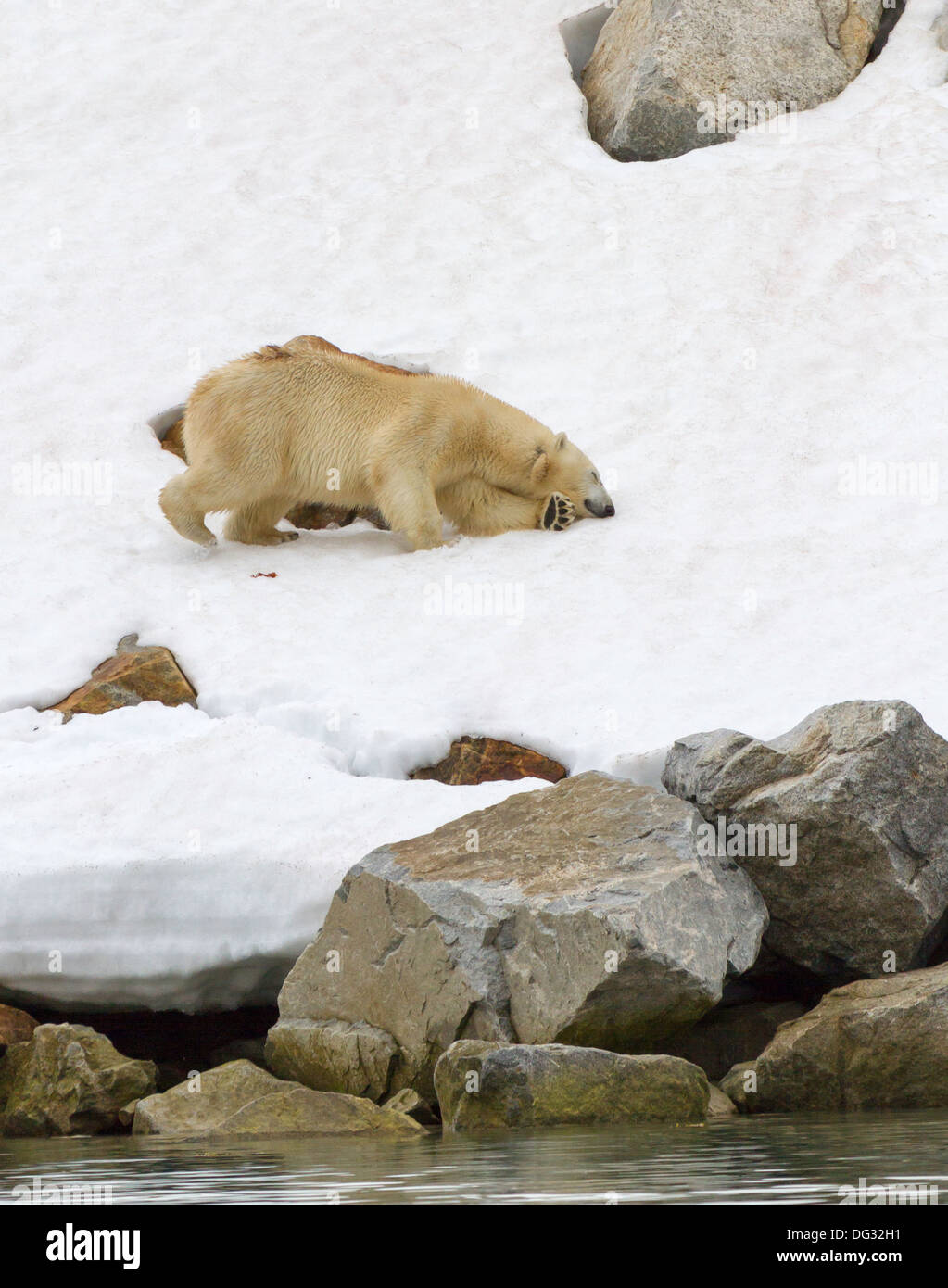 Polar bear rubbing hires stock photography and images Alamy