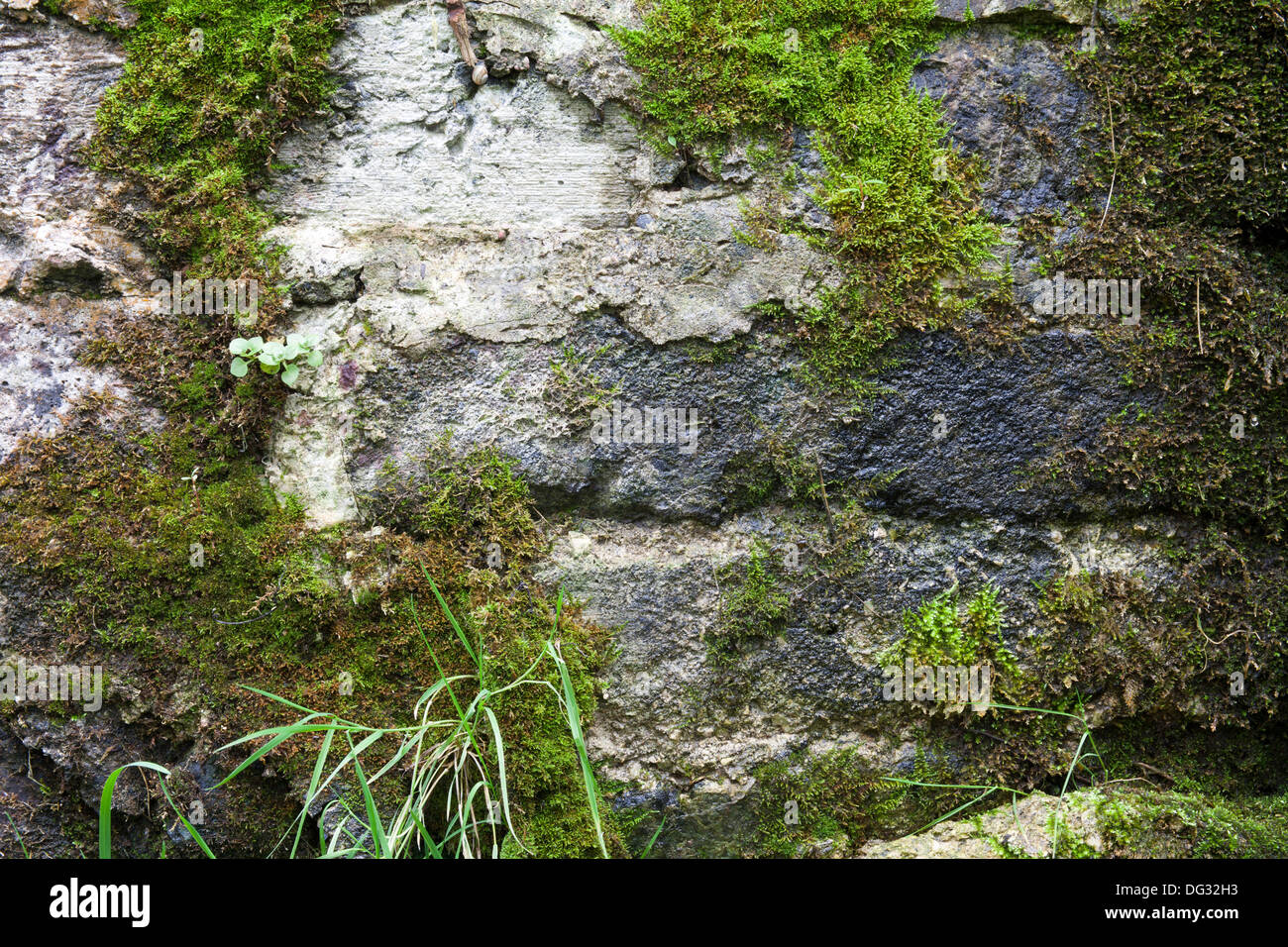 old stone wall with green moss Stock Photo