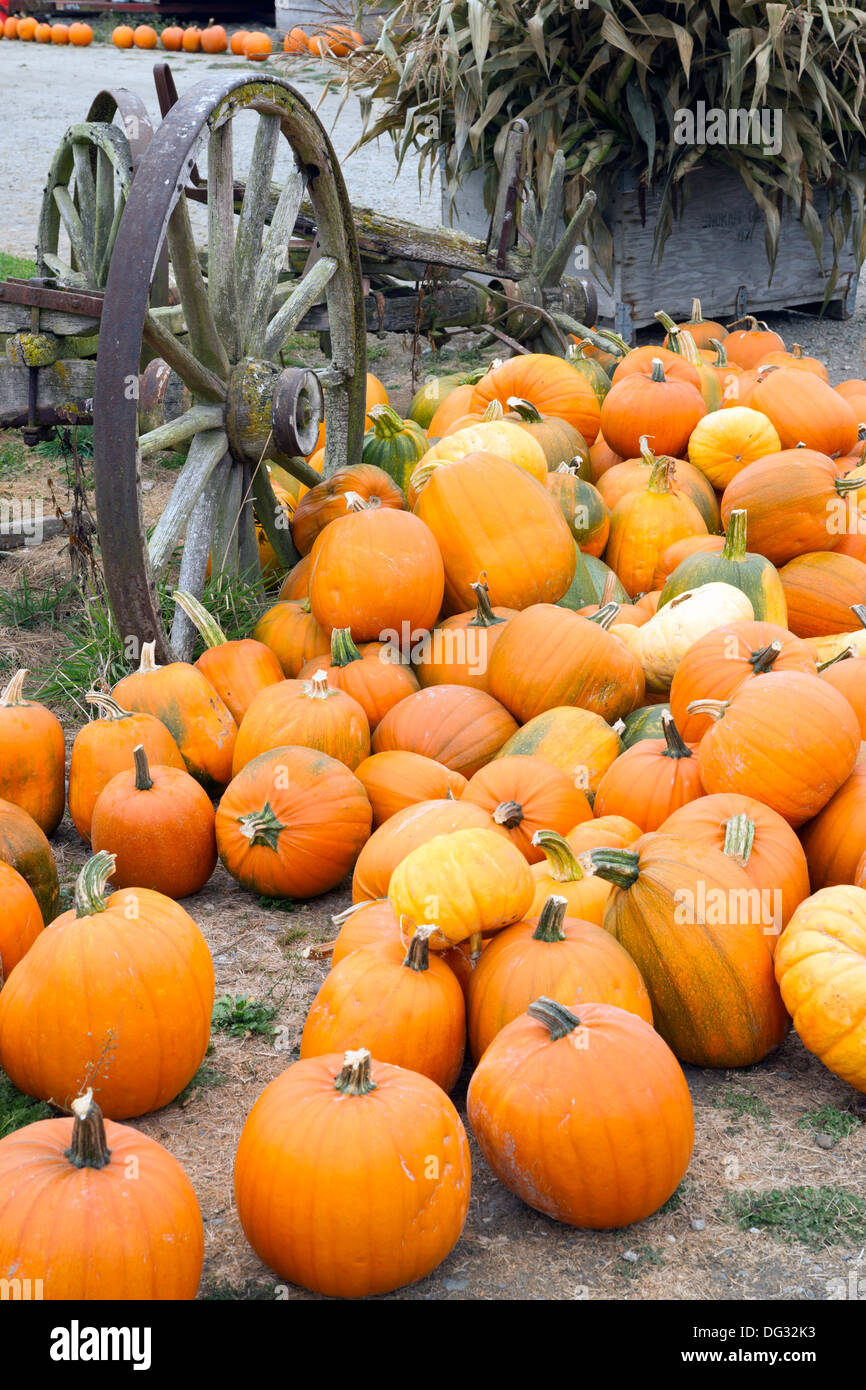 Pumpkin pile ready for purchase at the local farm Stock Photo