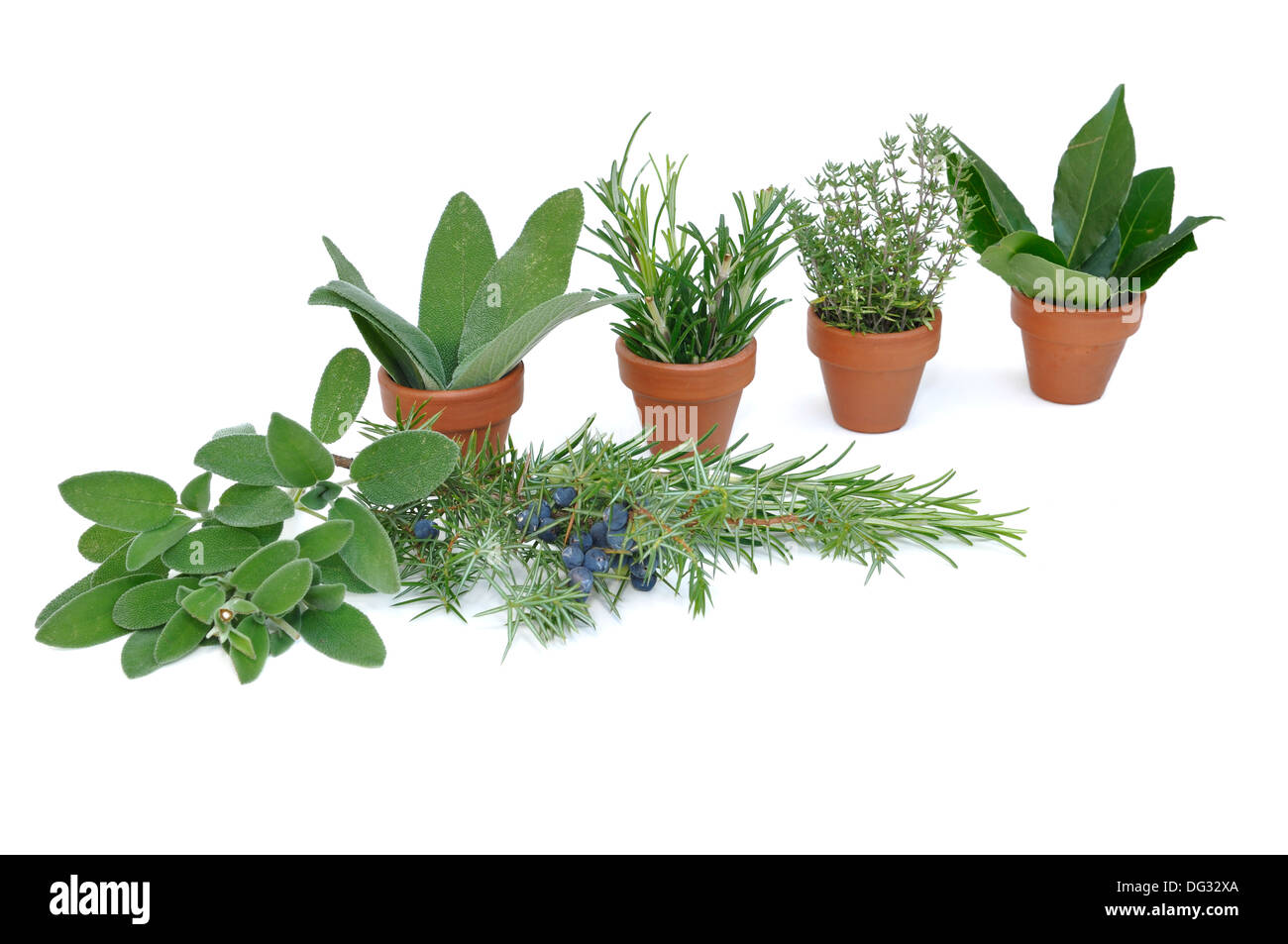 pot of various herbs on white background Stock Photo