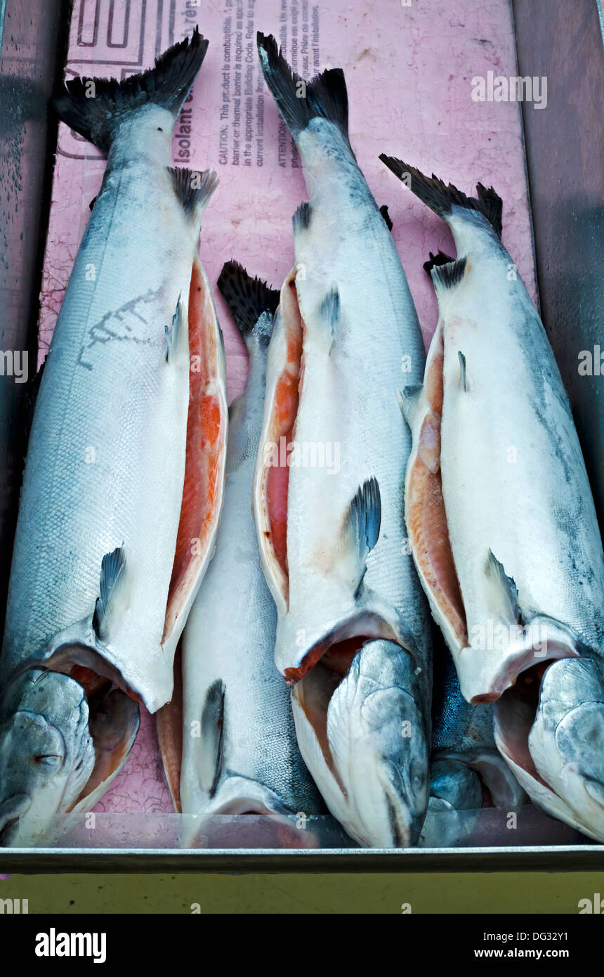 Fresh caught on the Canadian West Coast -  wild coho salmon at the fish market at Fisherman's Wharf in Steveston, BC. Stock Photo