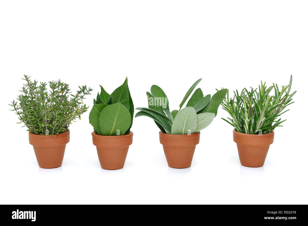 pot of various herbs on white background Stock Photo