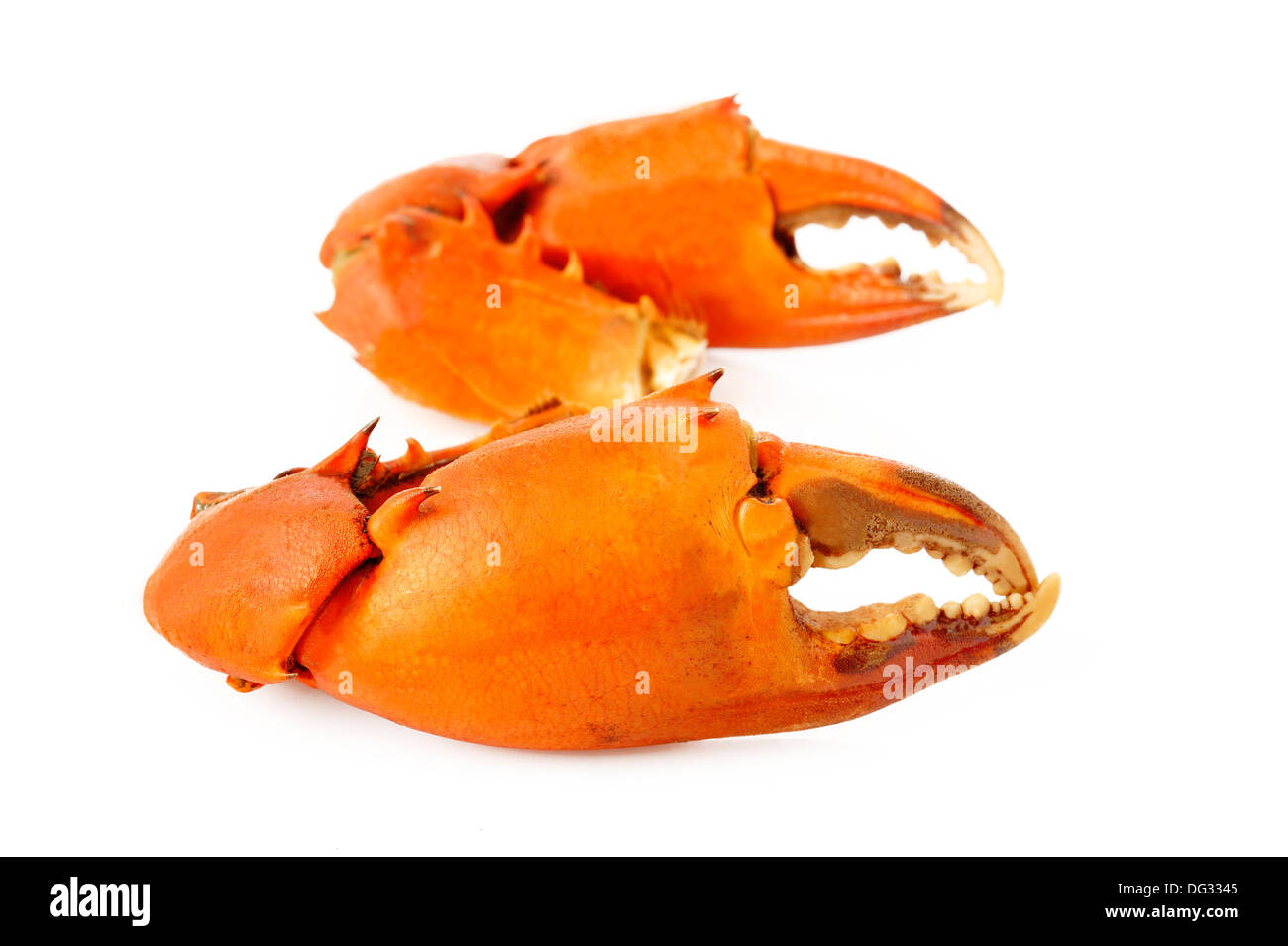 Crab claw hires stock photography and images Alamy