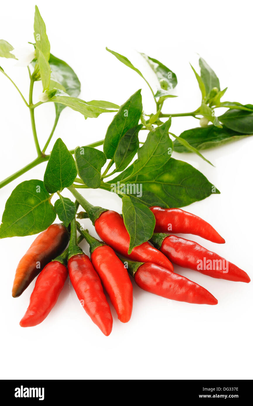 red chili peppers and leaves on white background Stock Photo - Alamy