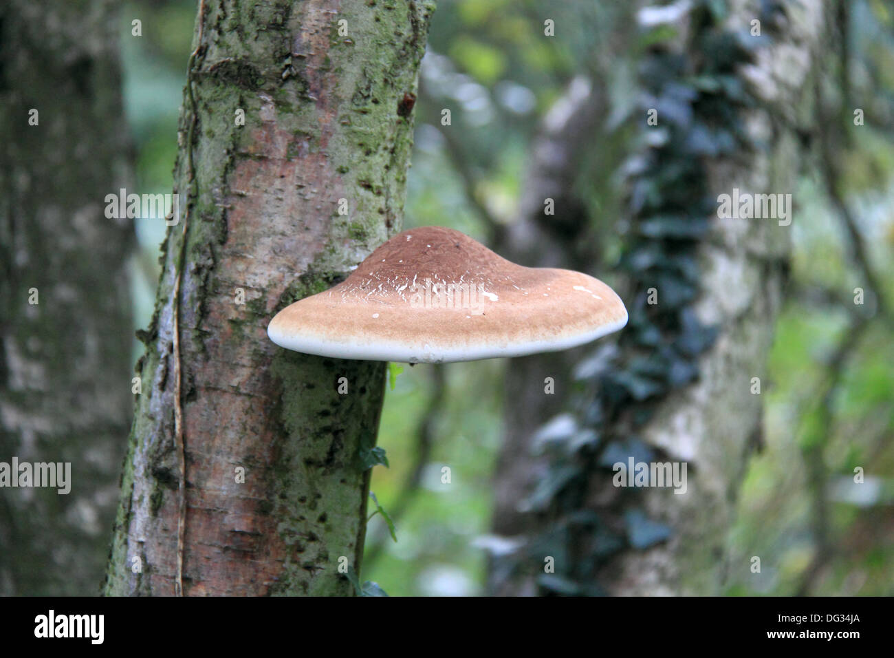 Razor Strop bracket fungus in woodland near West End, Esher, Surrey