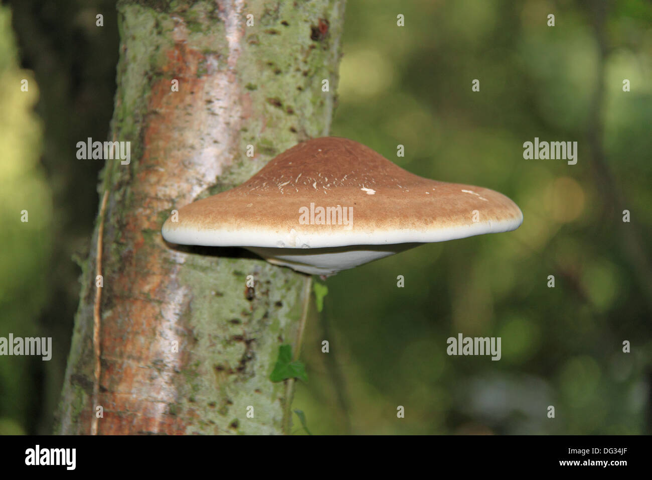 Razor Strop bracket fungus in woodland near West End, Esher, Surrey