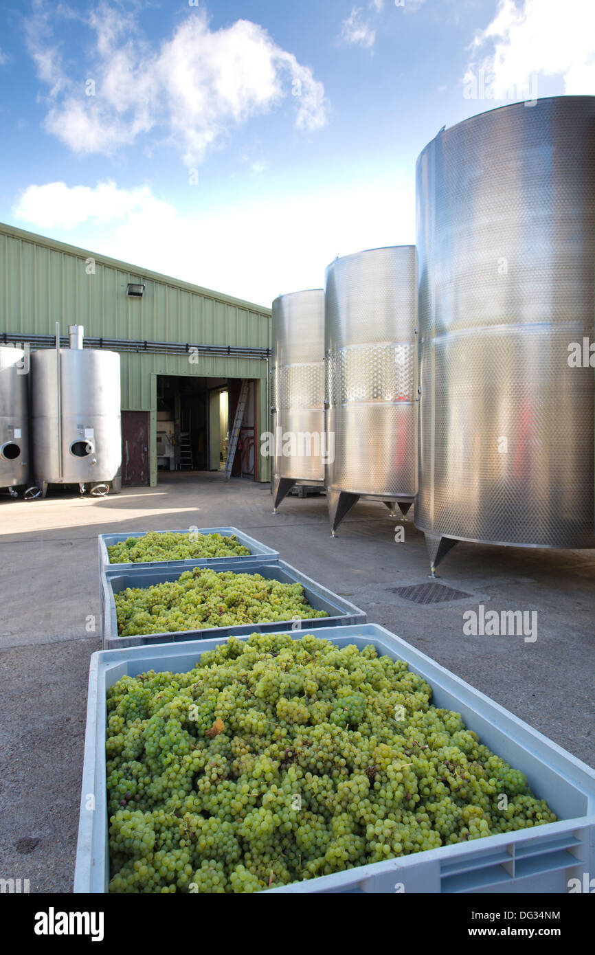 English wine maker Chapel Down Wines, Tenterden, Kent, England, UK Stock Photo