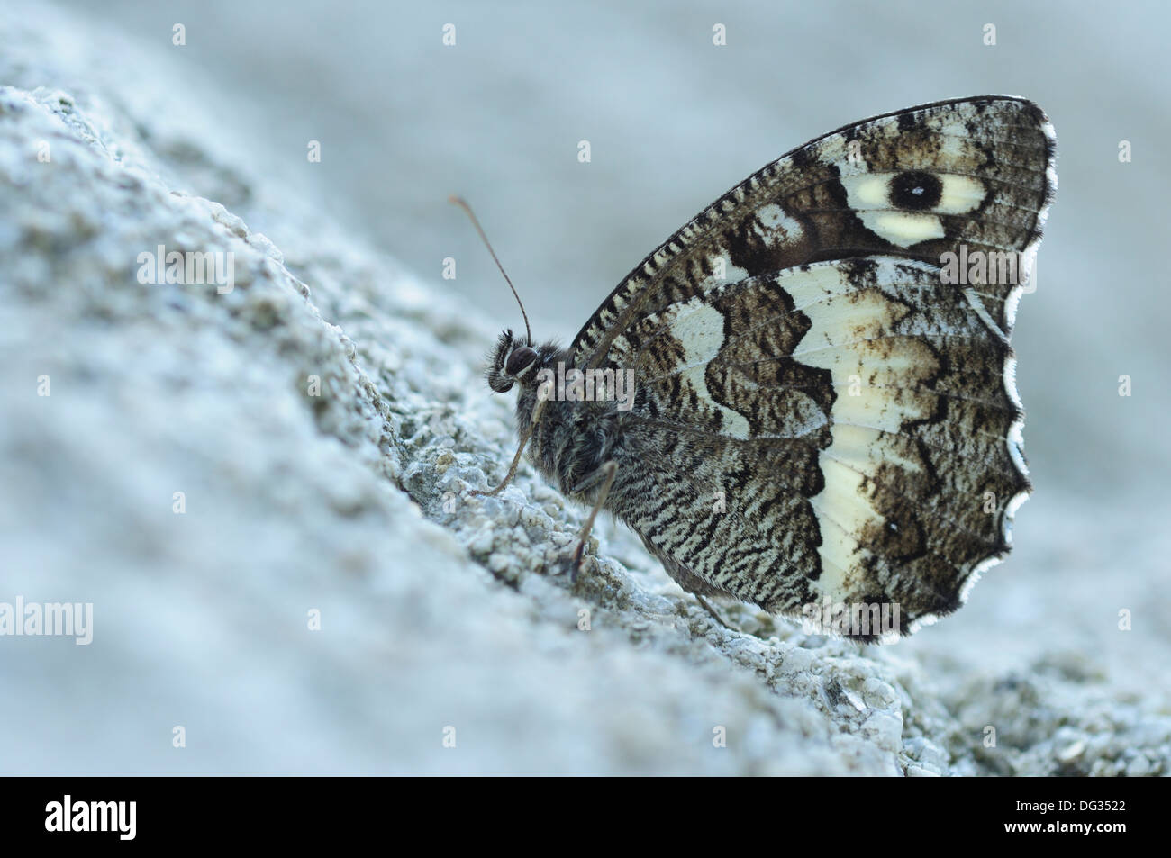 Great Banded Grayling Butterfly (Brintesia circe). Spain Stock Photo