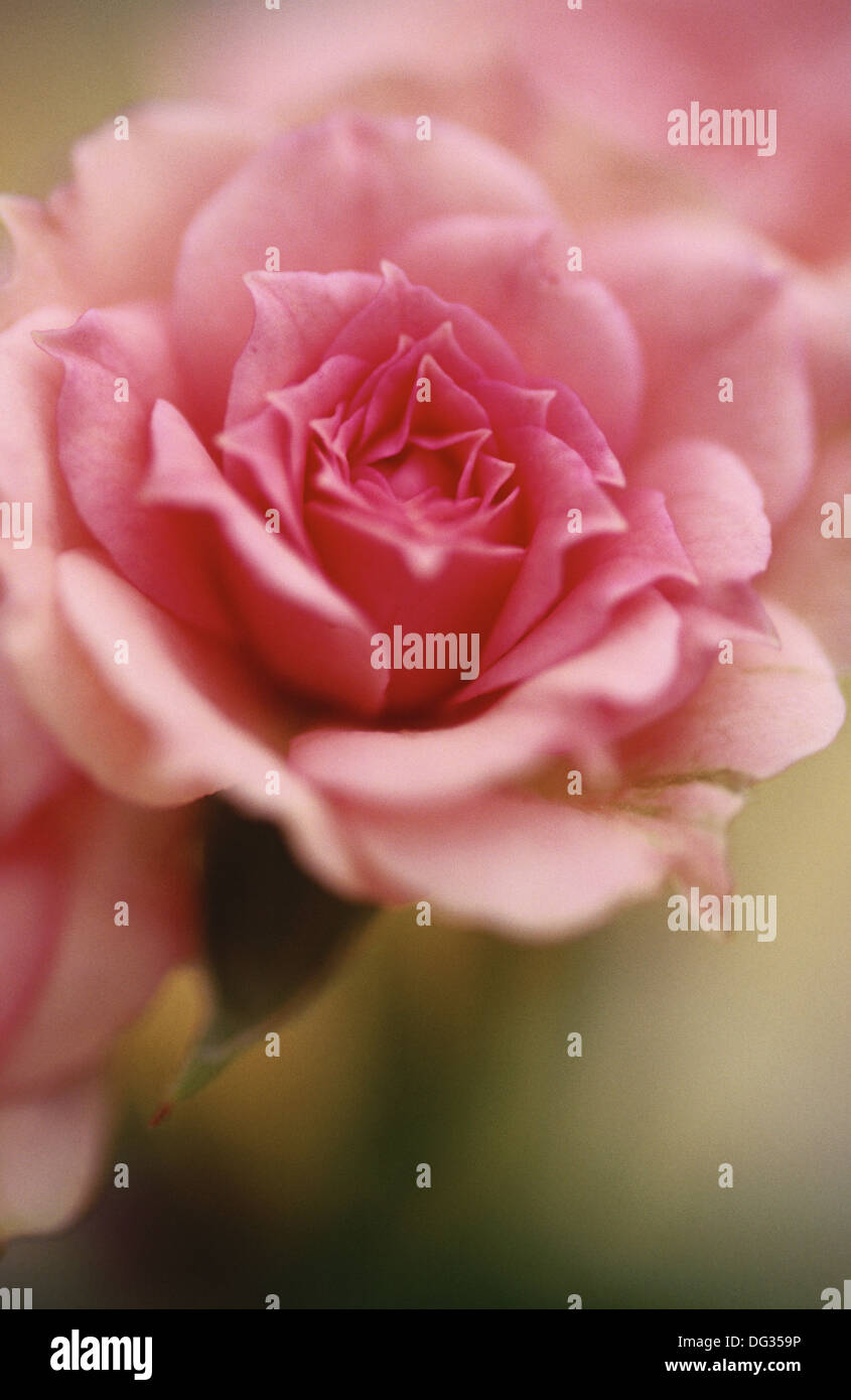Rose miniature hi-res stock photography and images - Alamy