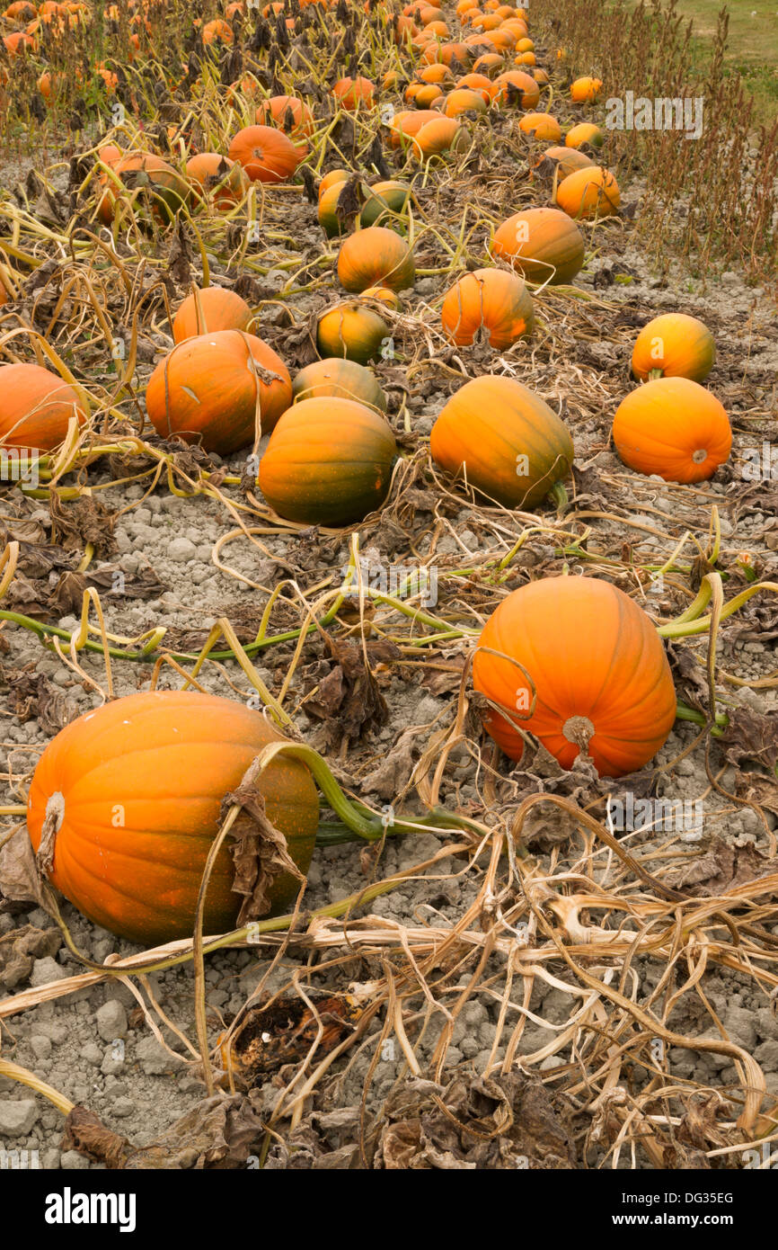 Pumpkin pile ready for harvest at the local farm Stock Photo - Alamy
