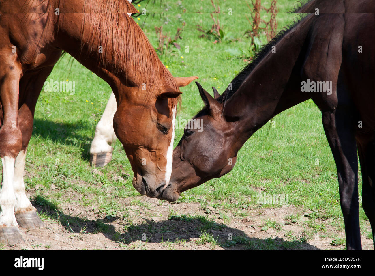 Horse kiss hires stock photography and images Alamy