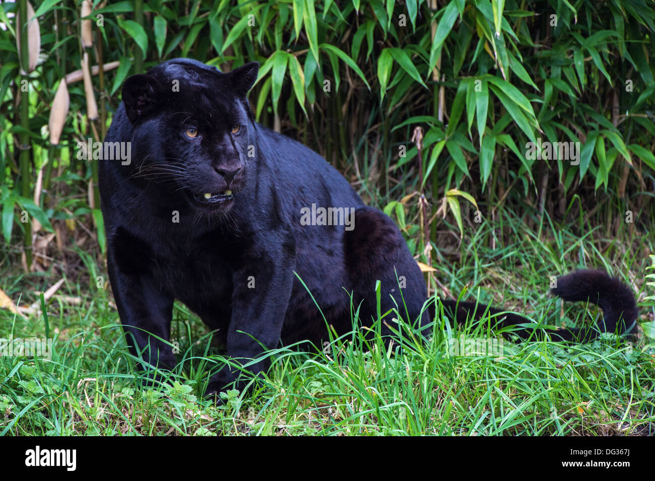 Black Jaguar Stock Photo