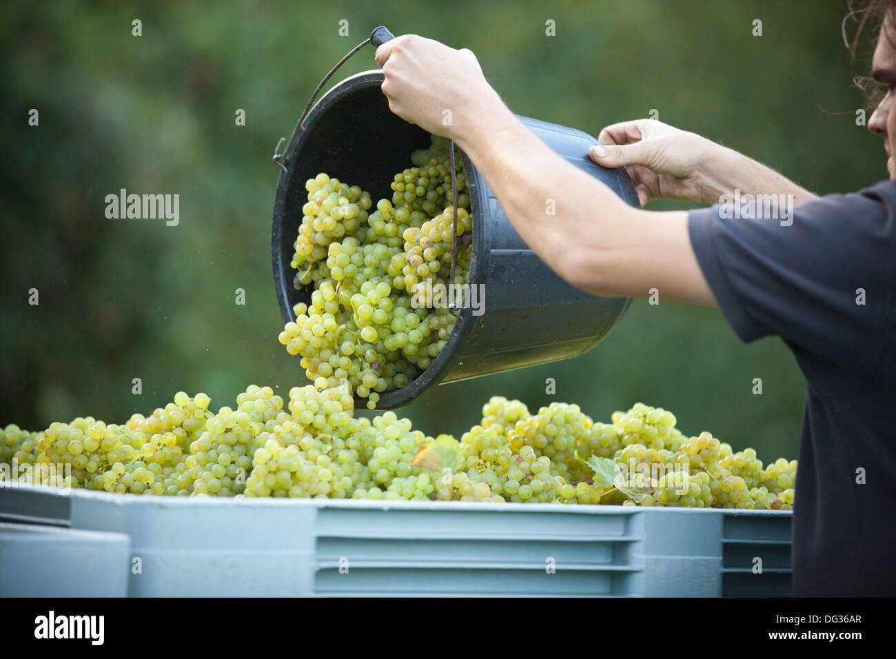 Uk wine grapes hires stock photography and images Alamy