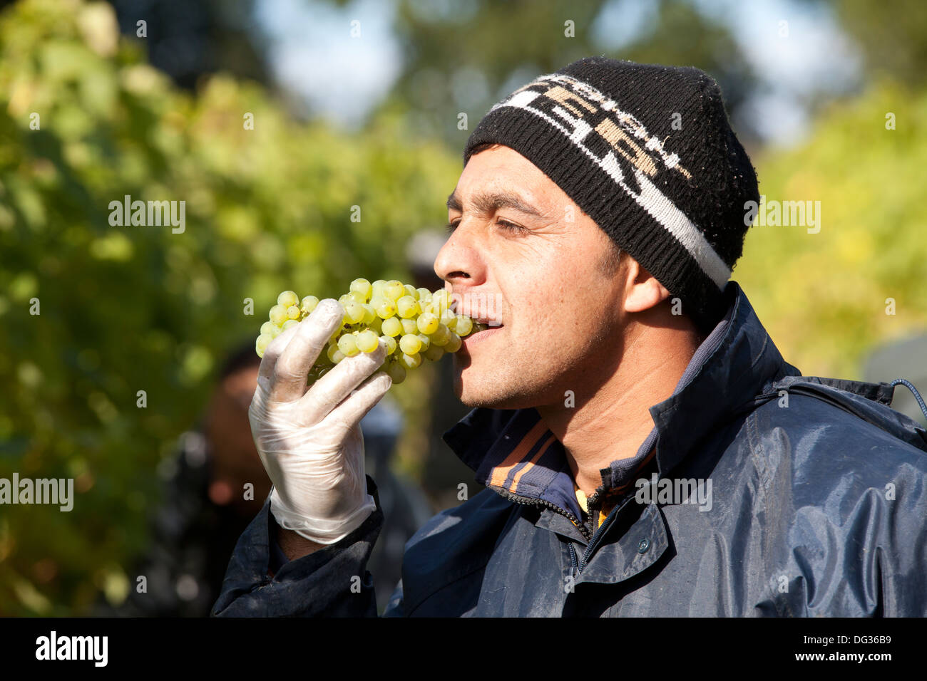 A Romanian grape picker tasting the grapes for ripeness, Chapel Down Wines, Tenterden, Kent, England, UK Stock Photo