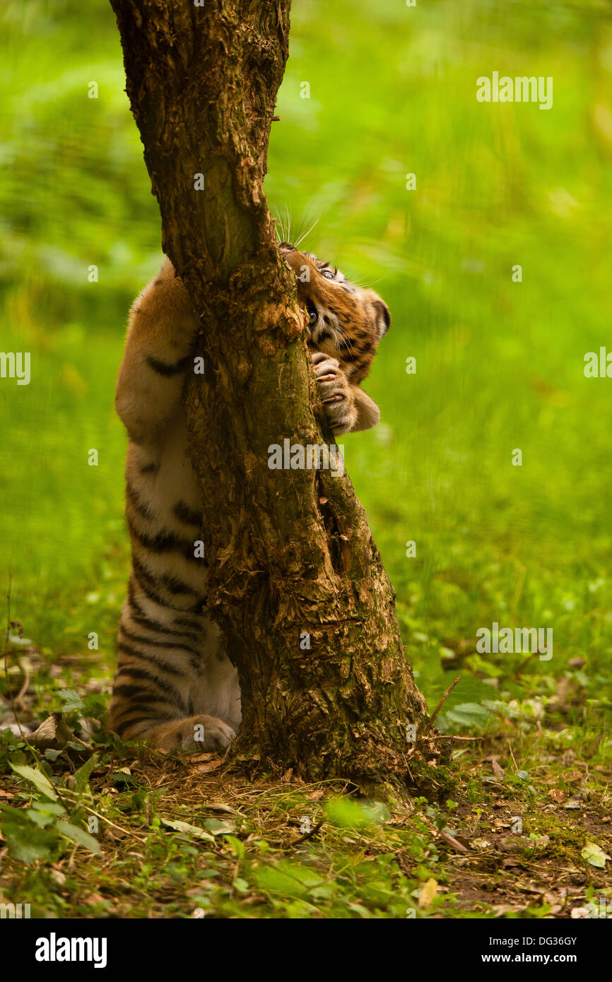 Tiger Climbing Tree High Resolution Stock Photography and Images Alamy
