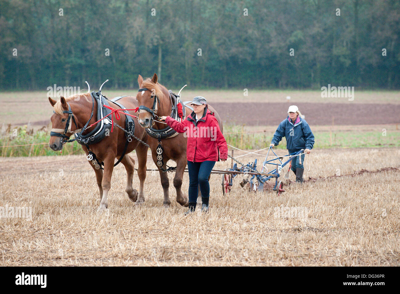 Llanwarne, Herefordshire, UK. 13th October 2013. Contestants take part in the Horse Ploughing - Oat Seed Furrow Work Class. More than 230 top British ploughmen compete in the 2013 British National Ploughing Championships which have returned to Herefordshire for the first time in 27 years. The top ploughmen of  each class (reversible and conventional) will represent Britain at the World Ploughing Championships to be held in France in 2014. Photo credit: Graham M. Lawrence/Alamy Live News. Stock Photo