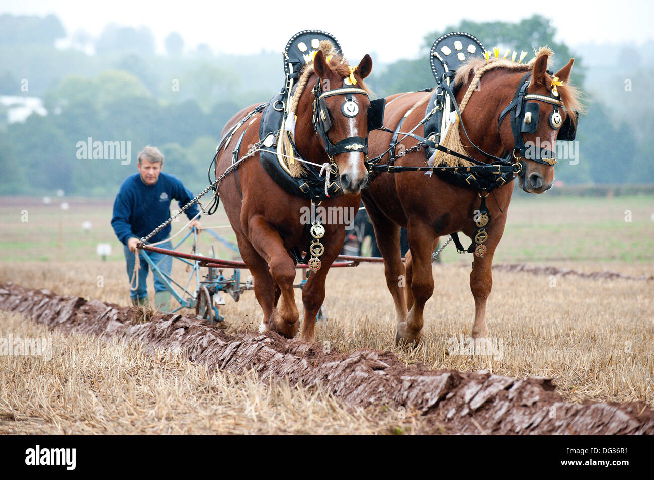 Llanwarne, Herefordshire, UK. 13th October 2013. Contestants take part in the Horse Ploughing - Oat Seed Furrow Work Class. More than 230 top British ploughmen compete in the 2013 British National Ploughing Championships which have returned to Herefordshire for the first time in 27 years. The top ploughmen of  each class (reversible and conventional) will represent Britain at the World Ploughing Championships to be held in France in 2014. Photo credit: Graham M. Lawrence/Alamy Live News. Stock Photo