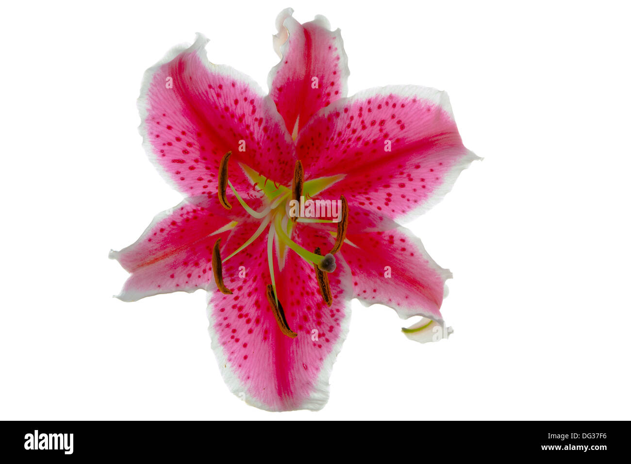 Red lily Stock Photo
